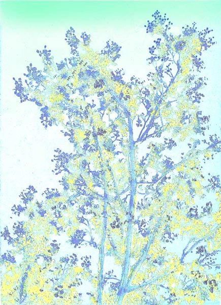 92Alder